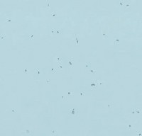 Forbo Sphera Energetic - Bahnenware - 50239 ice Forbo Sphera Energetic - Bahnenware - 50239 ice