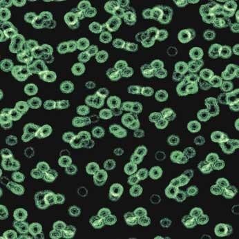 Teppichboden Forbo Flotex Bacteria Rollenware - 990102