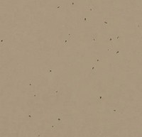 Forbo Sphera Energetic - Bahnenware - 50209 nutmeg Forbo Sphera Energetic - Bahnenware - 50209 nutmeg