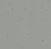 Forbo Sphera Energetic - Bahnenware - 50216 pigeon Forbo Sphera Energetic - Bahnenware - 50216 pigeon