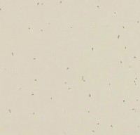 Forbo Sphera Energetic - Bahnenware - 50221 linen Forbo Sphera Energetic - Bahnenware - 50221 linen